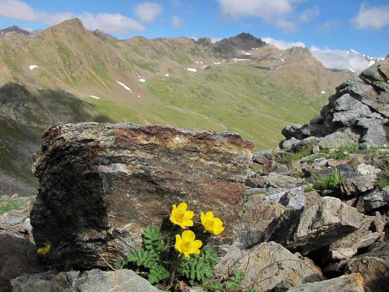 Sentieri ferrati, sentieri fioriti: i fiori dell''Albiolo